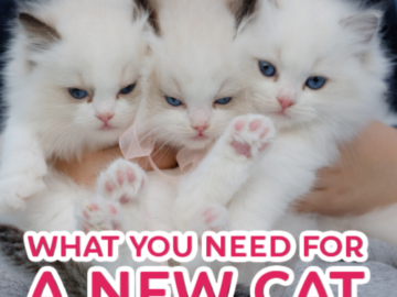 10 Things You Need to Prepare Your Home For a New Cat or Kitten