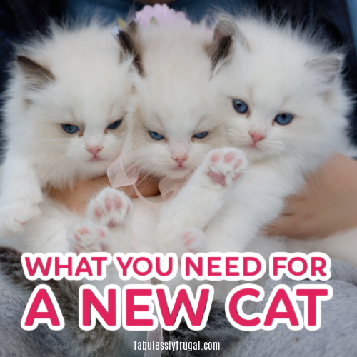 10 Things You Need to Prepare Your Home For a New Cat or Kitten