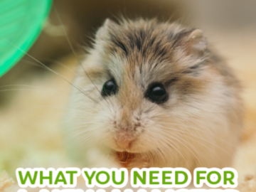 8 Things You Need Before Getting a Hamster