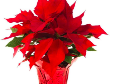 6-inch Live Poinsettias