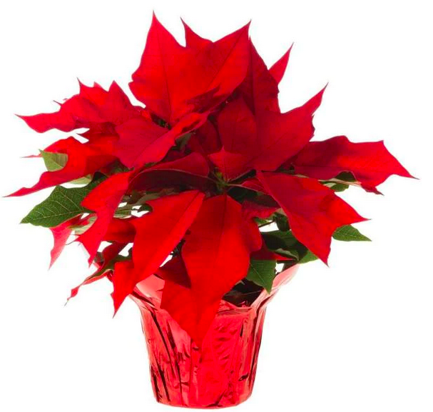 6-inch Live Poinsettias