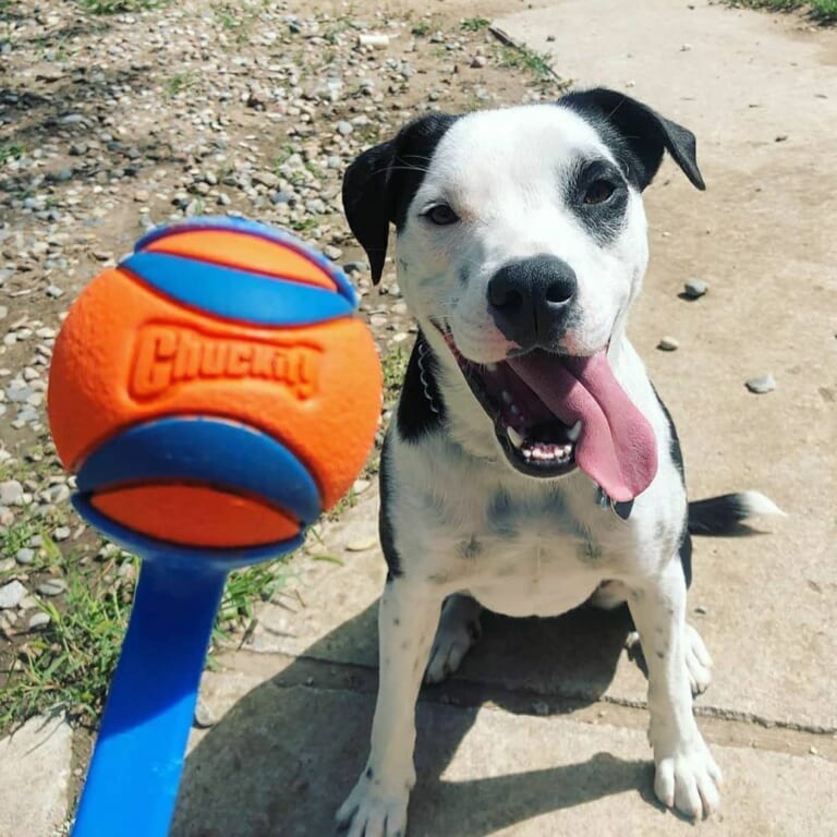 Today Only! Amazon Early Black Friday! Save BIG on Toys, Kennels, Pooper Scooper, and More from $3.99 (Reg. $12+) – Thousands of FAB Ratings!