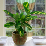 Huge Sale on Indoor Houseplants!