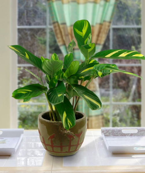 Huge Sale on Indoor Houseplants!