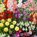 Huge Savings on Spring Plants and Bulbs!