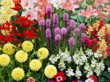 Huge Savings on Spring Plants and Bulbs!