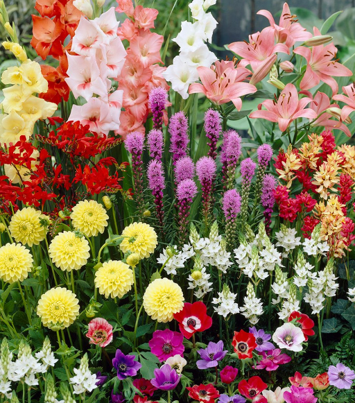 Huge Savings on Spring Plants and Bulbs!