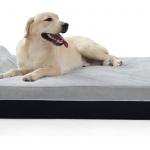 Jumbo Orthopedic Memory Foam Dog Bed for $72.94 shipped! (Reg. $146)