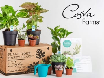 Amazon | Indoor Plant Deals For Your Home