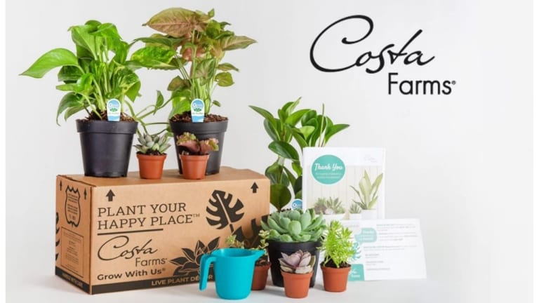 Amazon | Indoor Plant Deals For Your Home