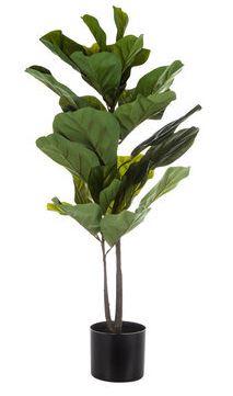 fiddle leaf fig