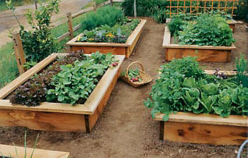 raised_bed_garden