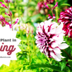 What to Plant In Spring