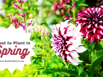 What to Plant In Spring