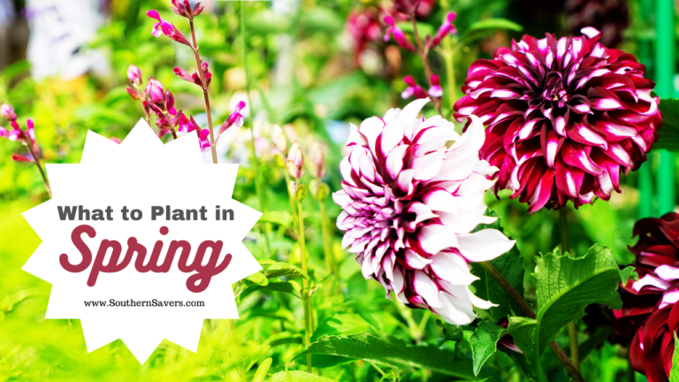 What to Plant In Spring