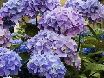 Up to 55% off Spring Plants! (SO many beautiful blooms!!)