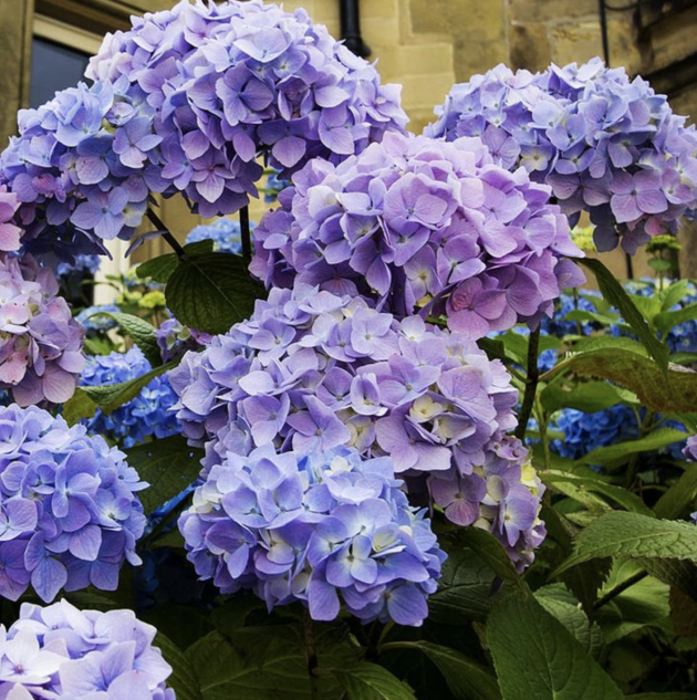 Up to 55% off Spring Plants! (SO many beautiful blooms!!)