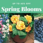 45% Off Spring Garden Bulbs & Plants