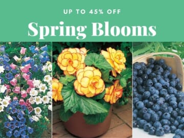 45% Off Spring Garden Bulbs & Plants