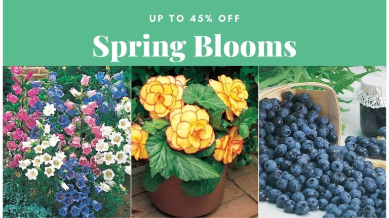 45% Off Spring Garden Bulbs & Plants