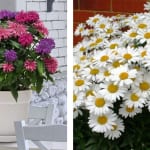 50% Off Plants & Flowers For The Garden