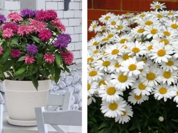 50% Off Plants & Flowers For The Garden