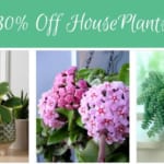 Live Houseplant Deals + Extra 15% Off