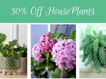 Live Houseplant Deals + Extra 15% Off