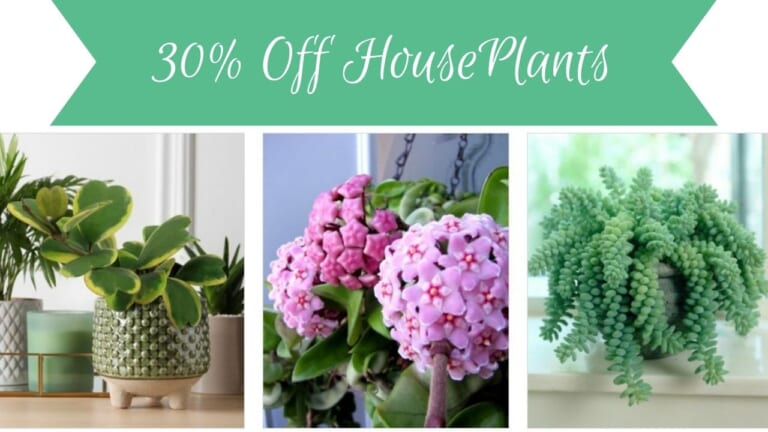 Live Houseplant Deals + Extra 15% Off