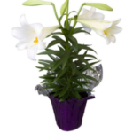 Potted Live Easter Lillies $8.99 | Great Easter Hostess Gift!