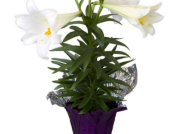 Potted Live Easter Lillies $8.99 | Great Easter Hostess Gift!