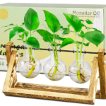 Glass Plant Propagation Stations with Wooden Stand