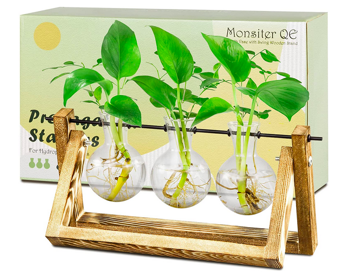 Glass Plant Propagation Stations with Wooden Stand