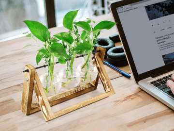 Glass Plant Propagation Stations with Wooden Stand $11.50 After Code (Reg. $22.99) – FAB Ratings! | Made Of Purely Natural Wood!