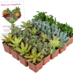 Collection of 20 Unique Succulent Plants only $26.56 shipped!