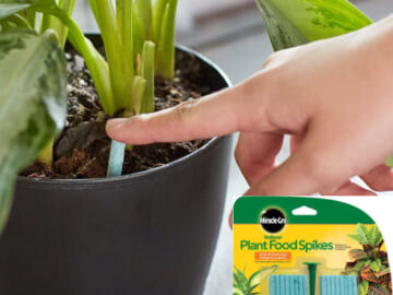 48 Count Miracle-Gro Indoor Plant Food Spikes $3.12 (Reg. $9.05) – $0.07 each! Continuous Feeding for all Flowering and Foliage Houseplants