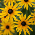 Black-Eyed Susans