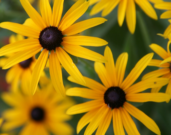 Black-Eyed Susans