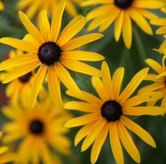 Black-Eyed Susans