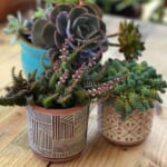 Succulent Studios | Two Succulents for $4 each, shipped! {Great Gift Idea}