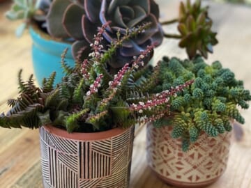 Succulent Studios | Two Succulents for $4 each, shipped! {Great Gift Idea}