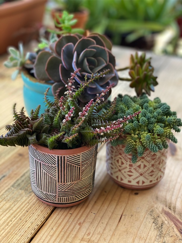 Succulent Studios | Two Succulents for $4 each, shipped! {Great Gift Idea}