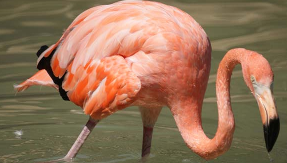 flamingo