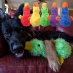 13-inch Multipet Duckworth Plush Dog Toy as low as $4.36 After Coupon (Reg. $9) + Free Shipping! – Assorted Colors, Great For Fetch And Play!