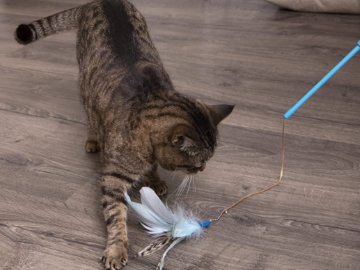 Frisky Flyer Feather Wand Cat Toy $1.89 After Coupon (Reg. $6.37) – FAB Ratings!