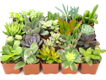 Live Succulent Plants (20 Pack) only $21.26!