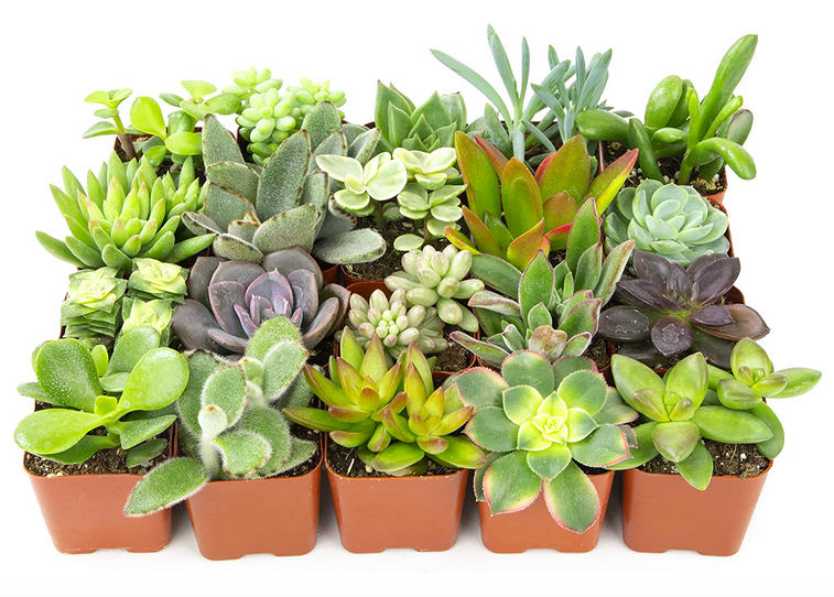 Live Succulent Plants (20 Pack) only $21.26!