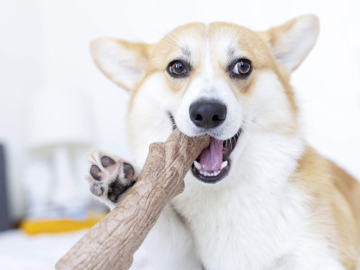 Dogwood Large Wood Alternative Dog Chew Toy as low as $5 Shipped Free (Reg. $20) – 32K+ FAB Ratings!