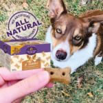 Old Mother Hubbard Classic P-Nuttier Baked Dog Treats, 6 Pound Box as low as $7.55 After Coupon (Reg. $20) + Free Shipping! – Mini Training Treats For Small Dogs!