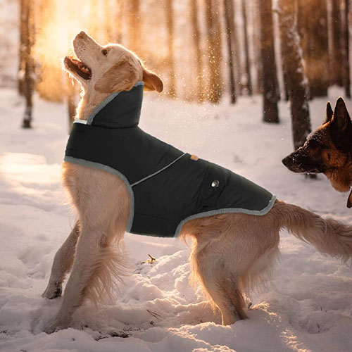 Dog Winter Coat Jacket $22.73 After Code (Reg. $37.89) + Free Shipping!